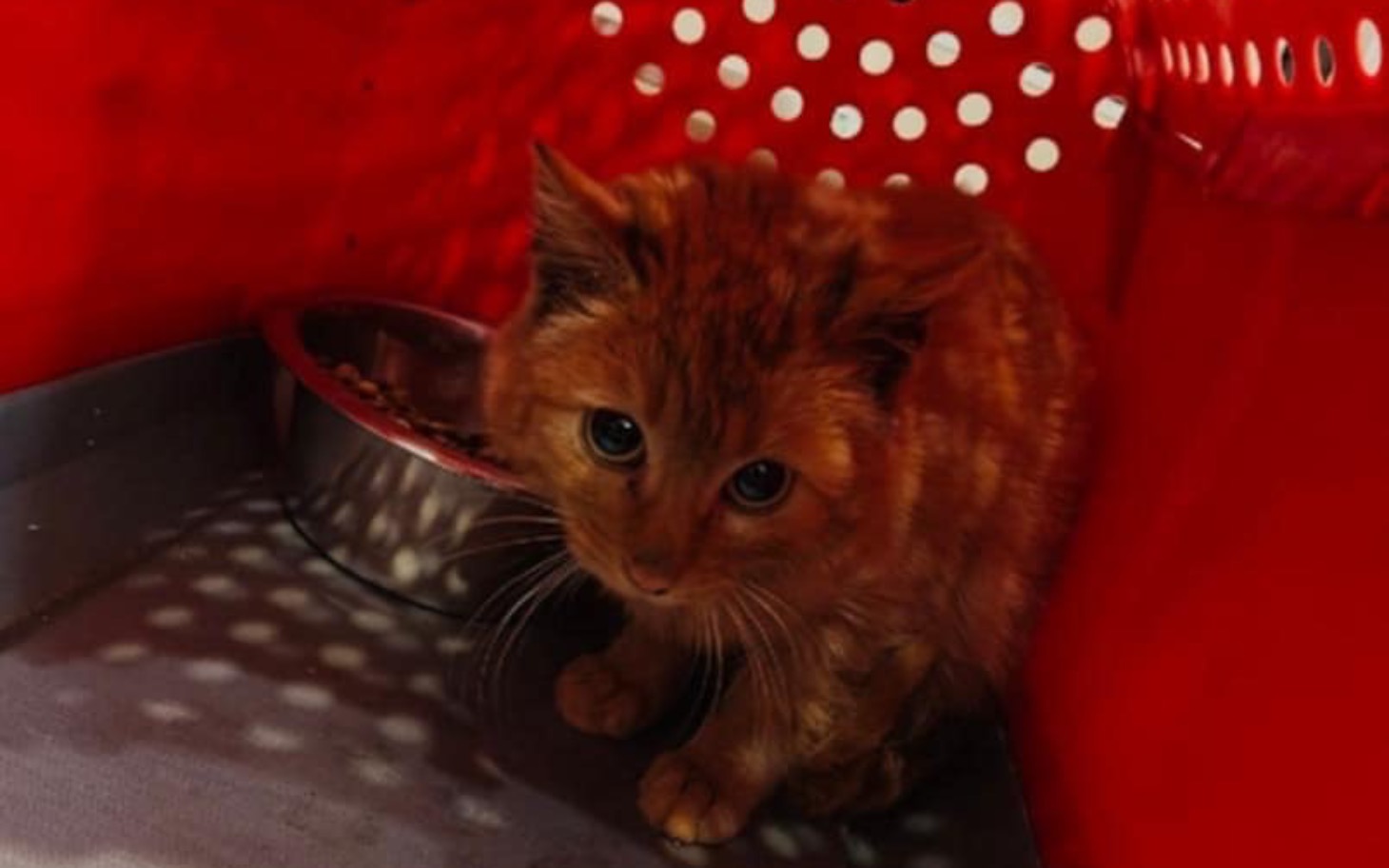 
        Rudy kotek schowany w czerwonym koszyku, z miseczką w tle.
    