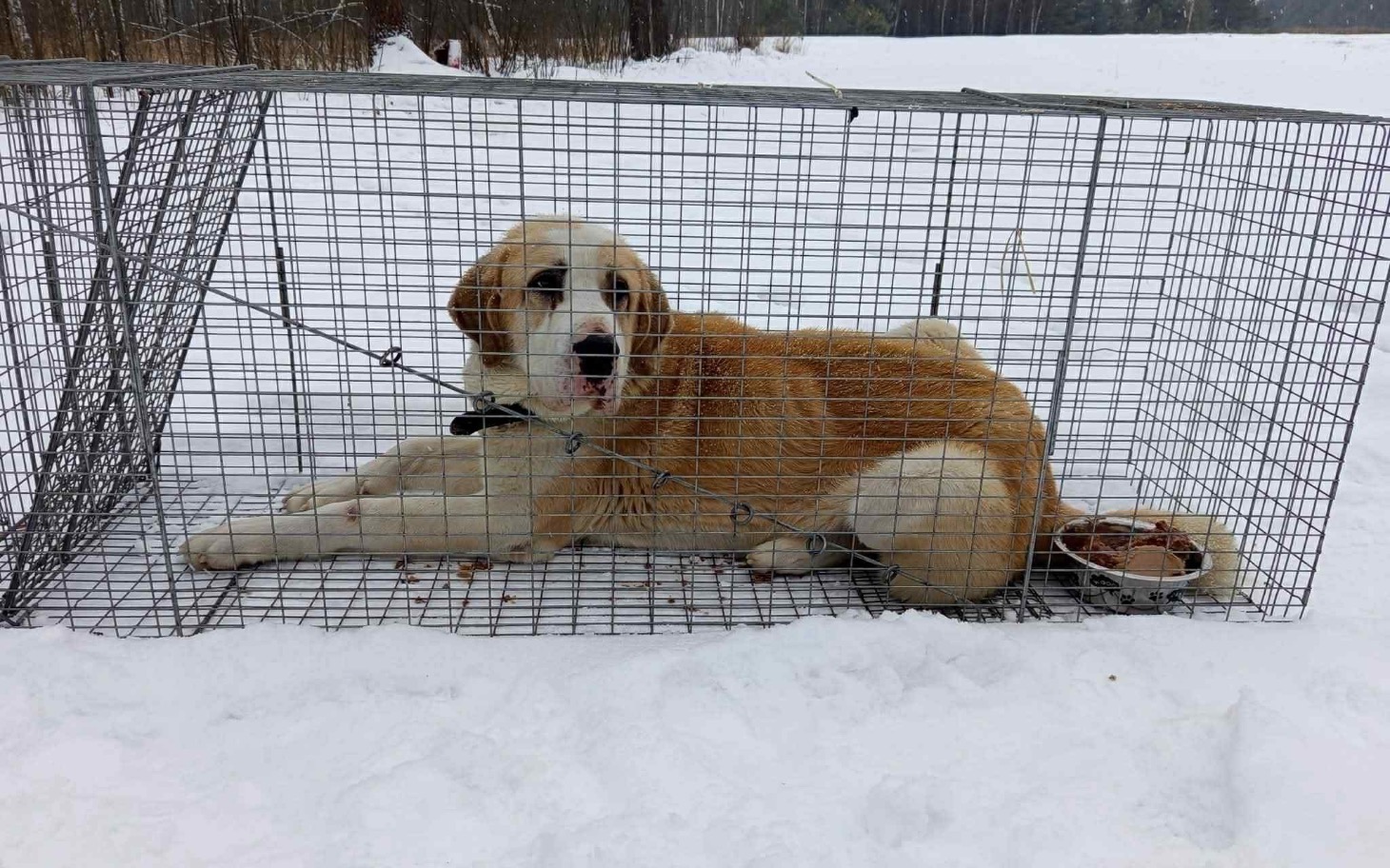 
        Pies w klatce na śniegu, odpoczywający w zimowej scenerii.
    