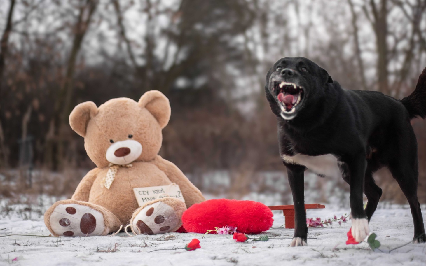 Czarny pies obok dużego misia na tle zimowego krajobrazu.