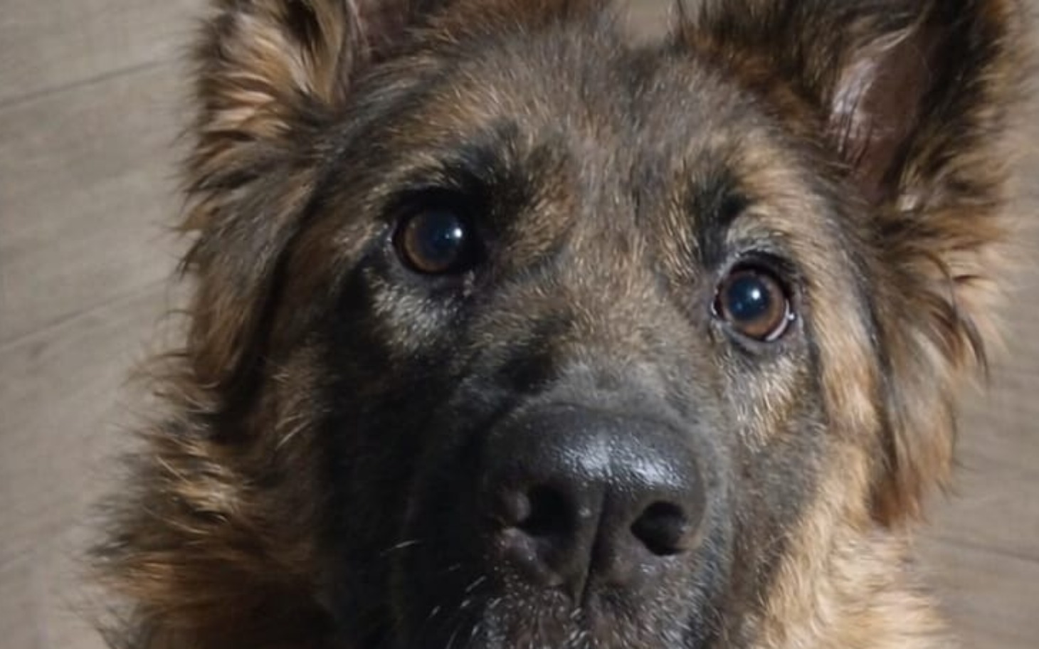 
        Pies rasy owczarek, z wyrazistym spojrzeniem.
    