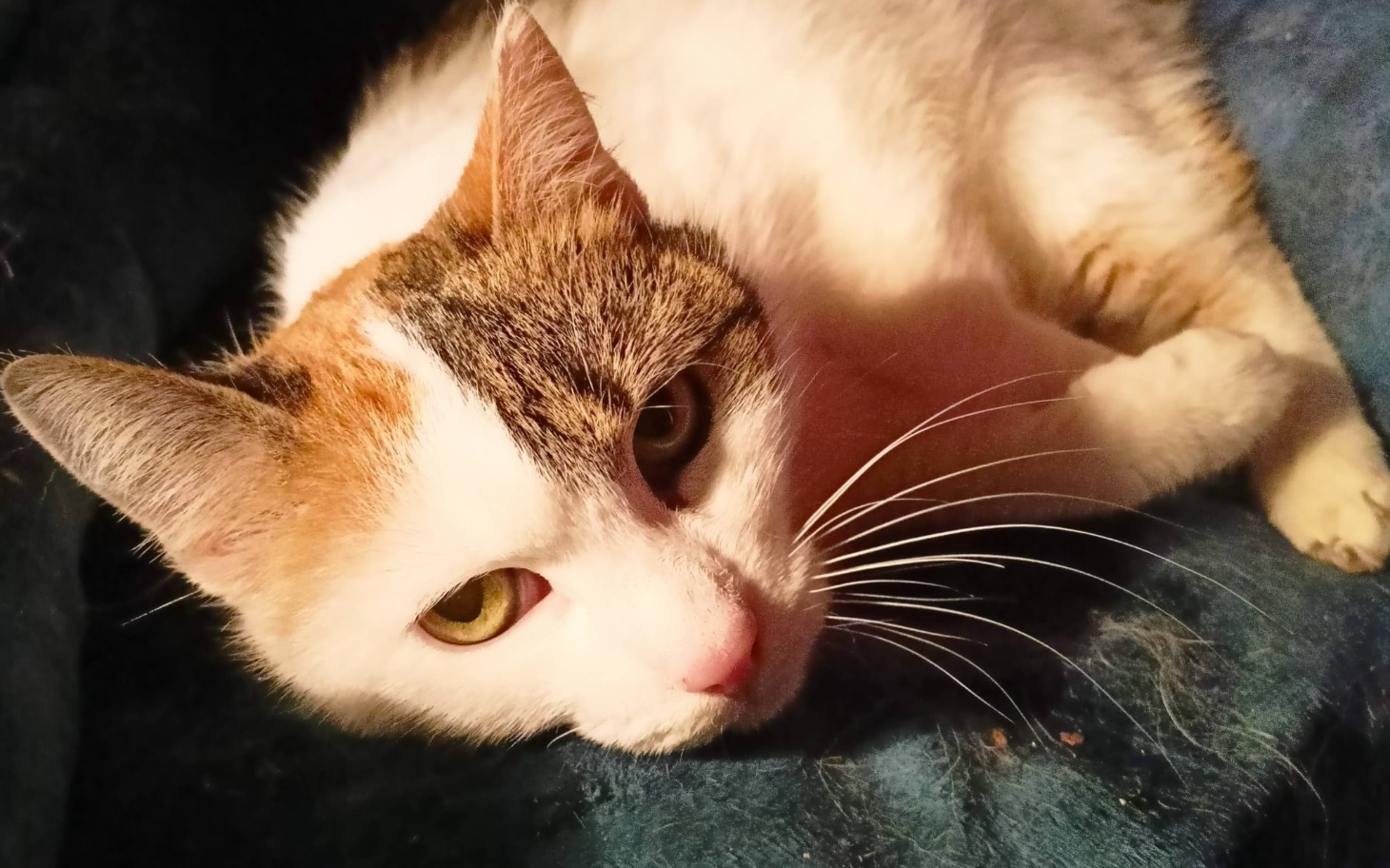 
        Kot leżący na poduszce, z wyrazem twarzy.
    