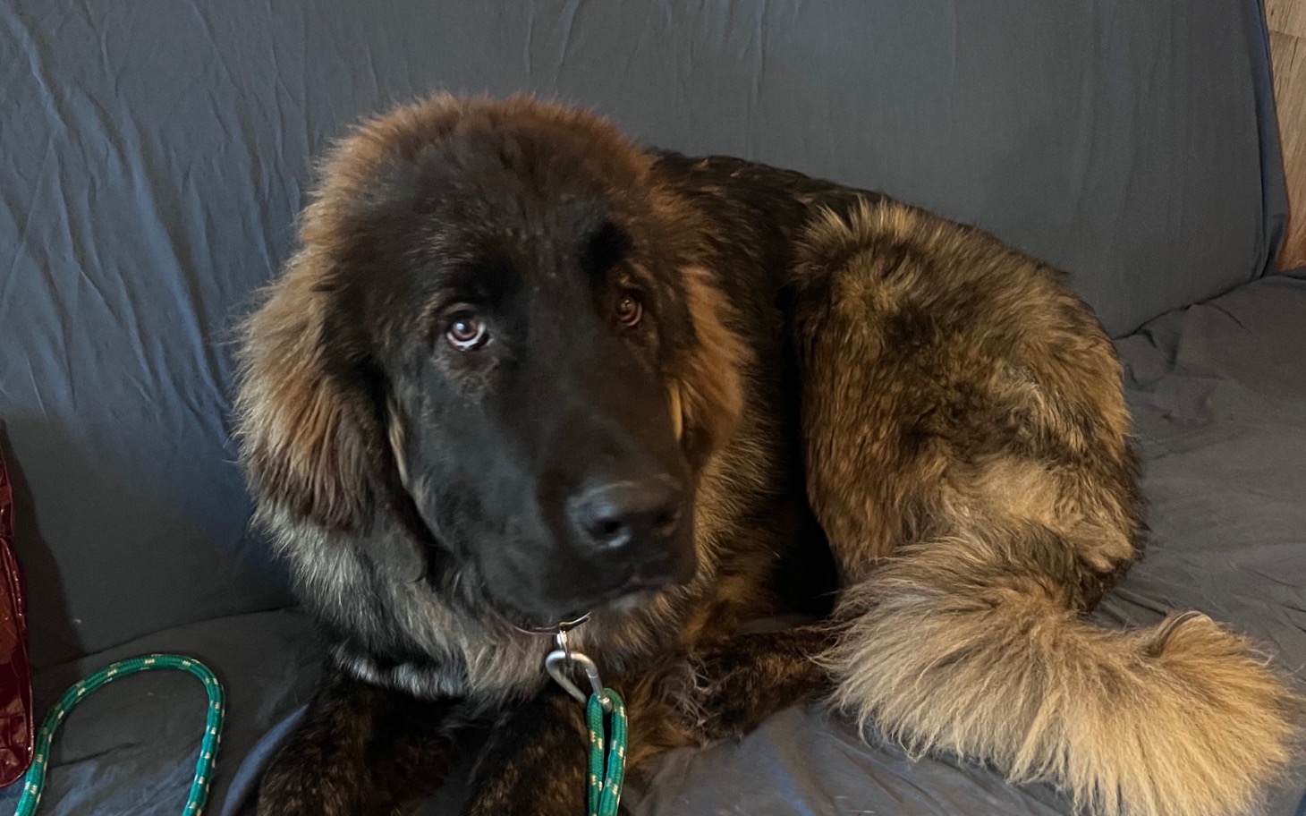 
        Duży pies leżący na kanapie, z wyrazem twarzy.
    