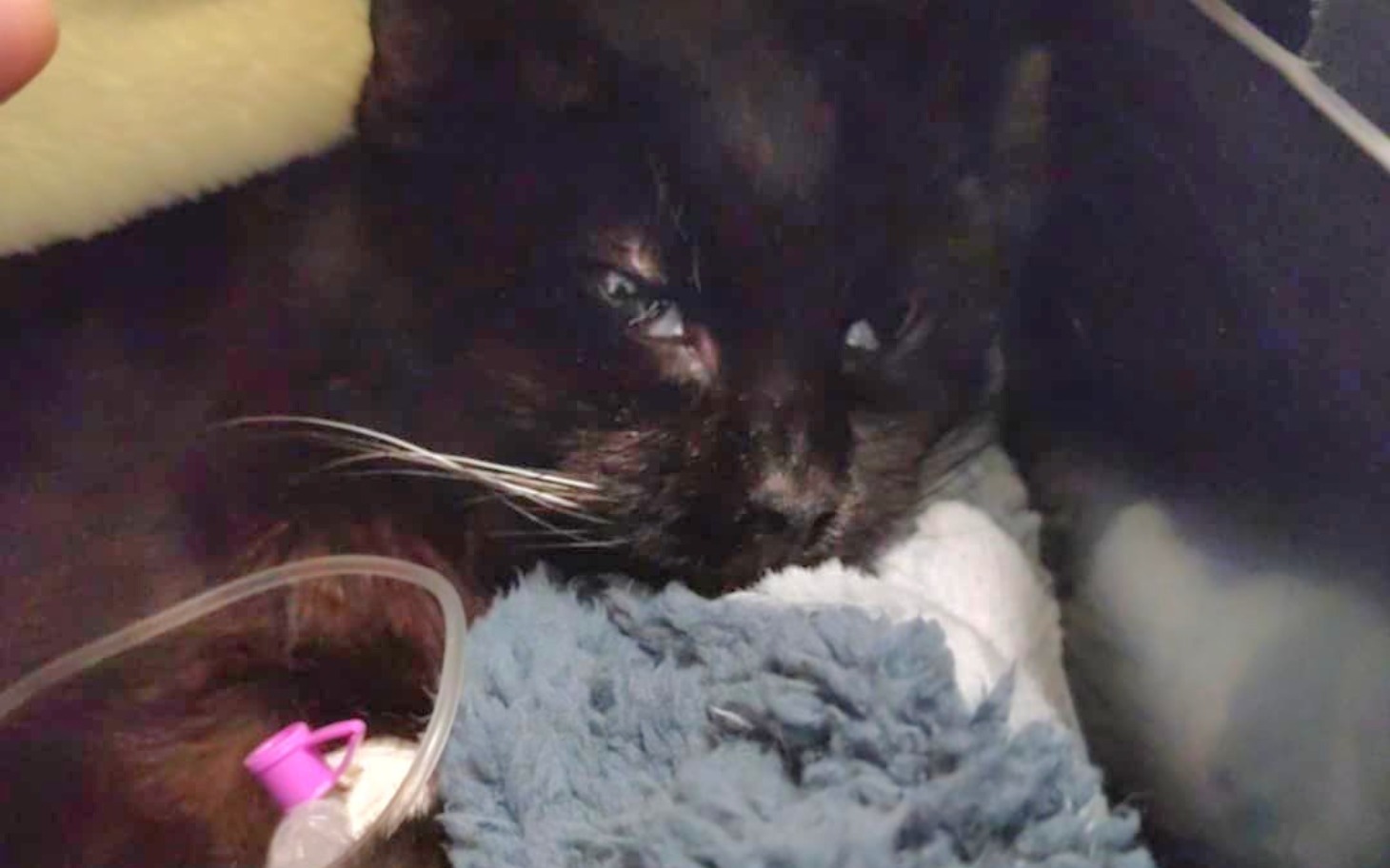 
        Czarny kot leżący w kocyku, z zamkniętymi oczami.
    