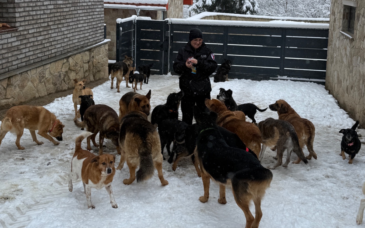 
        Grupa psów w śniegu, otaczająca osobę z jedzeniem.
    