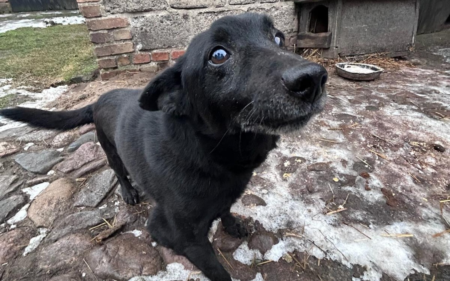 
        Czarny pies z wyrazistymi oczami, stojący na podwórku.
    