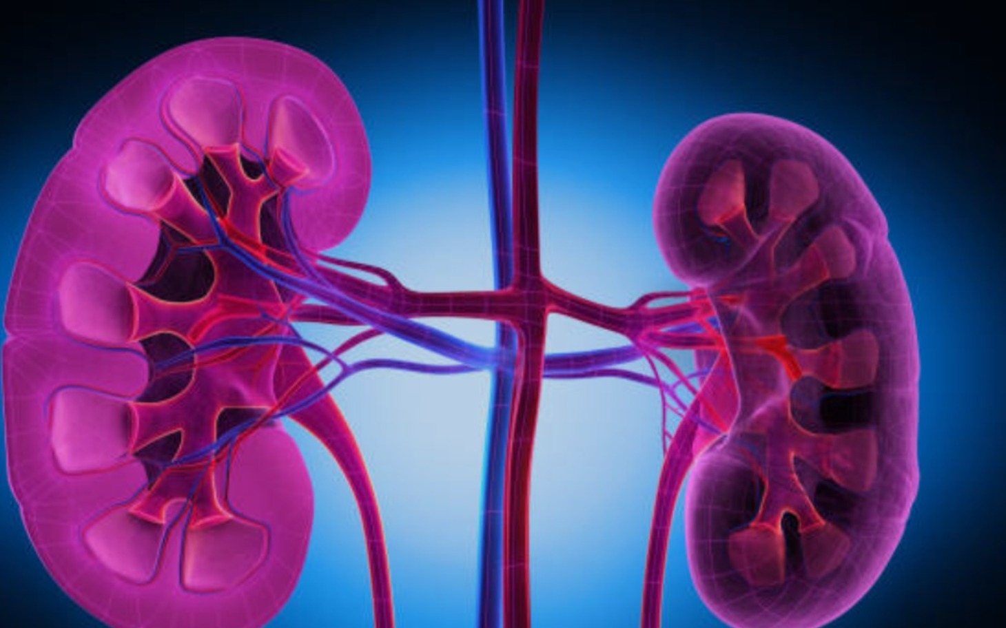 
        Anatomia nerek w kolorze różowym na niebieskim tle.
    