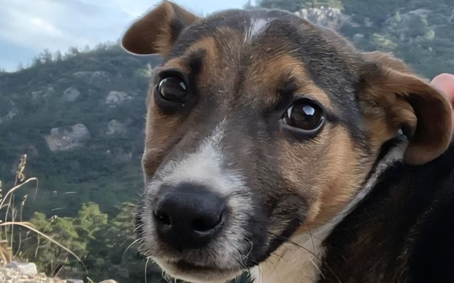 
        Zbliżenie na psa z dużymi, wyrazistymi oczami.
    