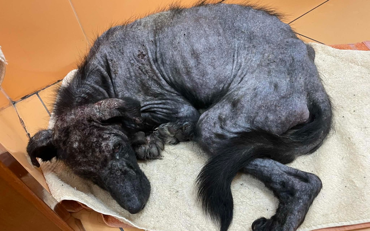 
        Chory pies leży na podłodze.
    