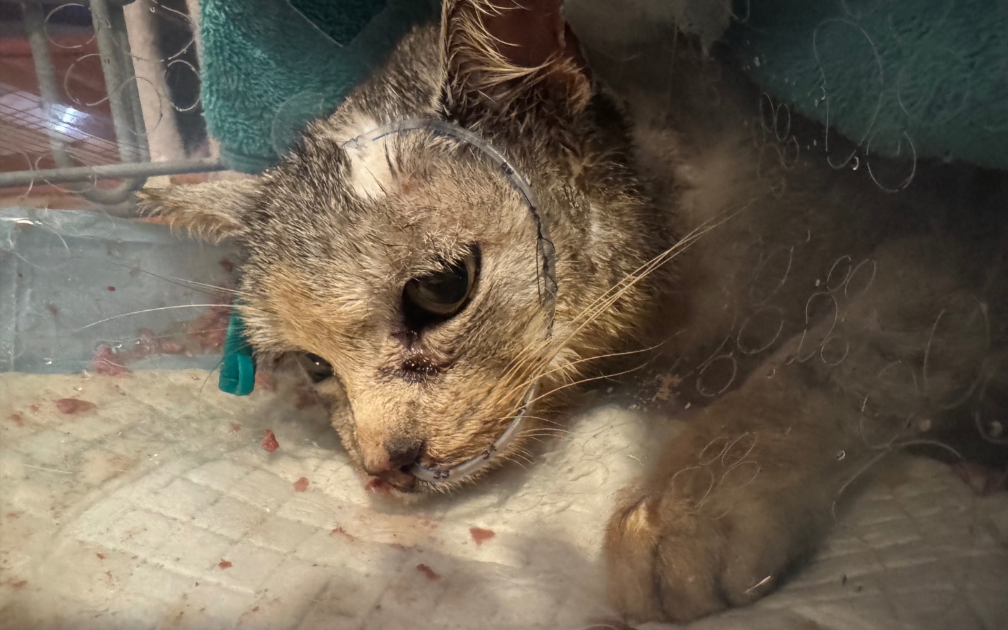 
        Chory kotek w klinice weterynaryjnej.
    