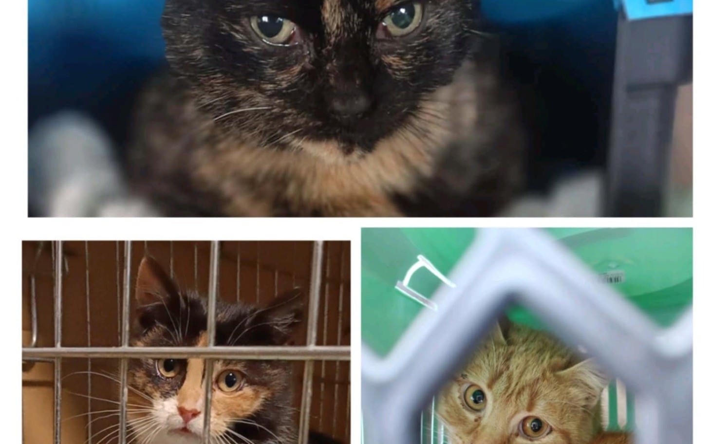 
        Trzy koty w schronisku, czekające na nowy dom.
    