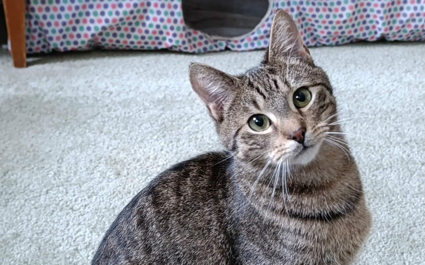 
        Kot z ciekawym spojrzeniem, siedzący na dywanie.
    