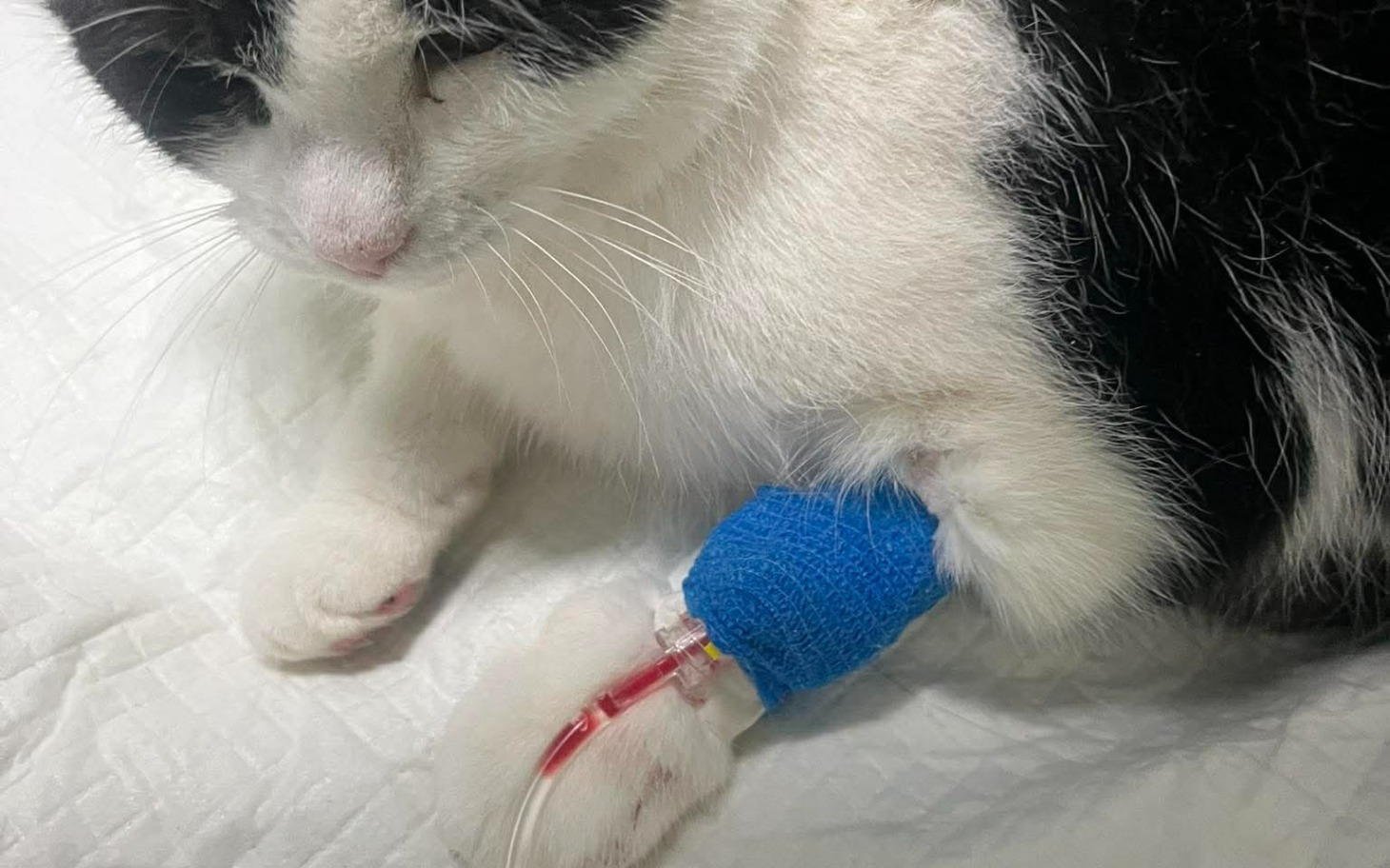 
        Kot z opatrunkiem na łapie w klinice weterynaryjnej.
    