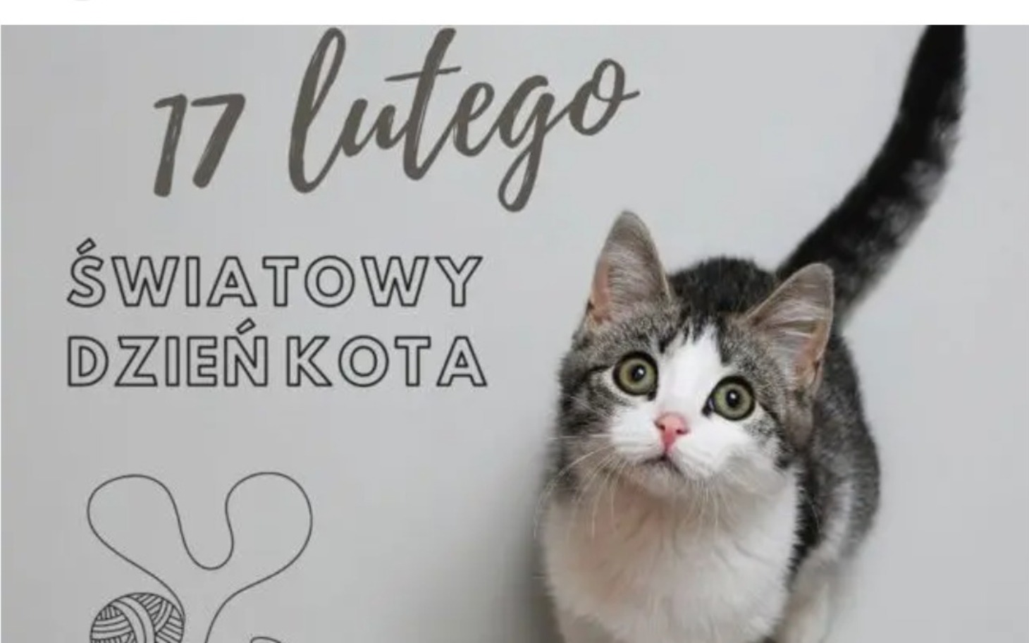 
        Kot z ciekawym spojrzeniem, z okazji Światowego Dnia Kota.
    