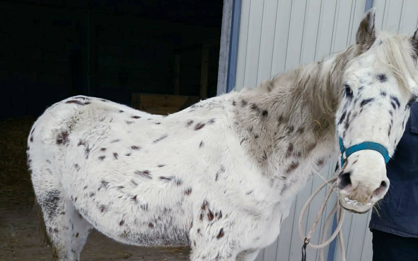 
        Biały koń z plamkami w stajni.
    