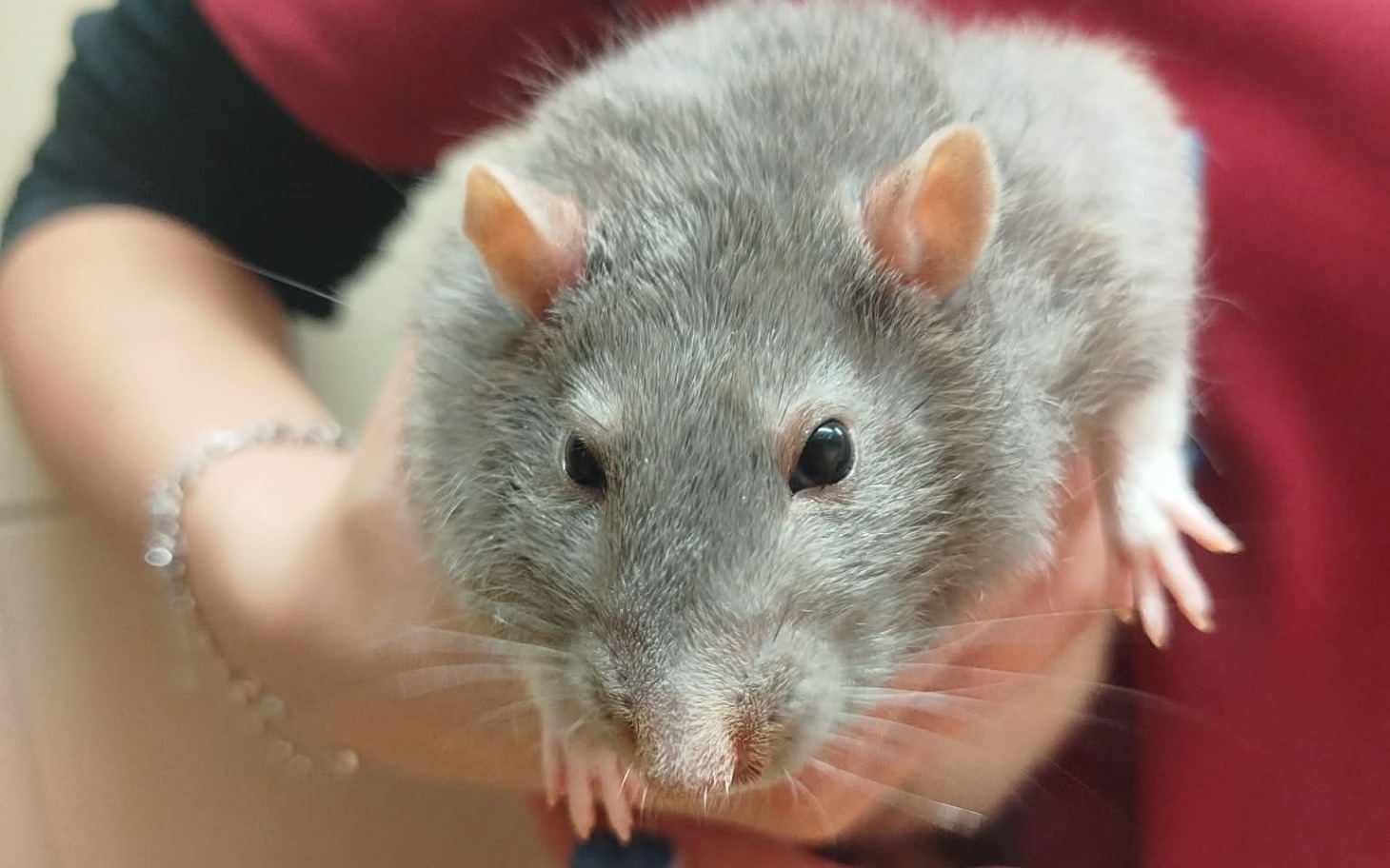 
        Szczur trzymany w rękach, z szarym futrem i dużymi uszami.
    