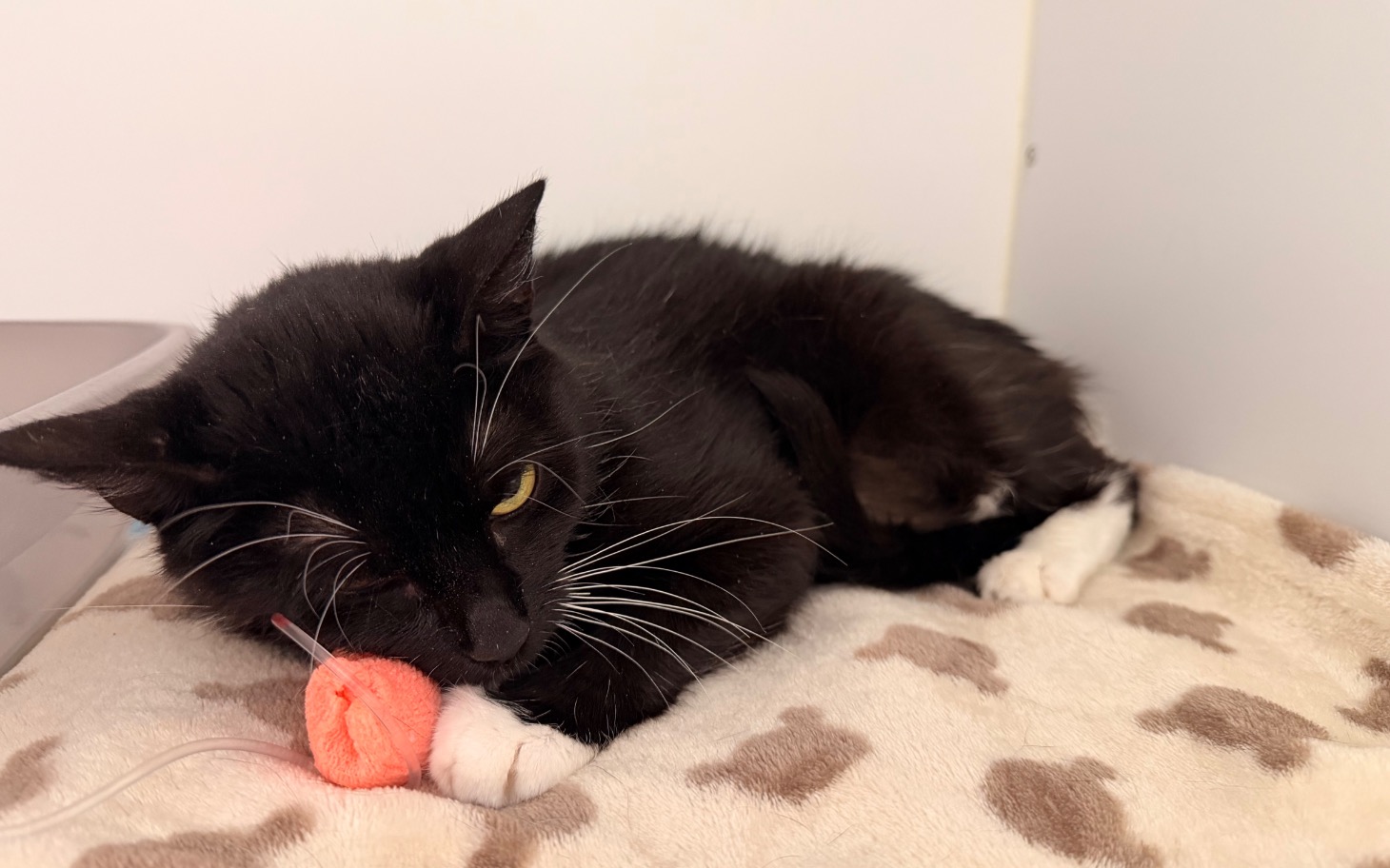 
        Czarny kot leży na kocyku z pomarańczową piłką.
    