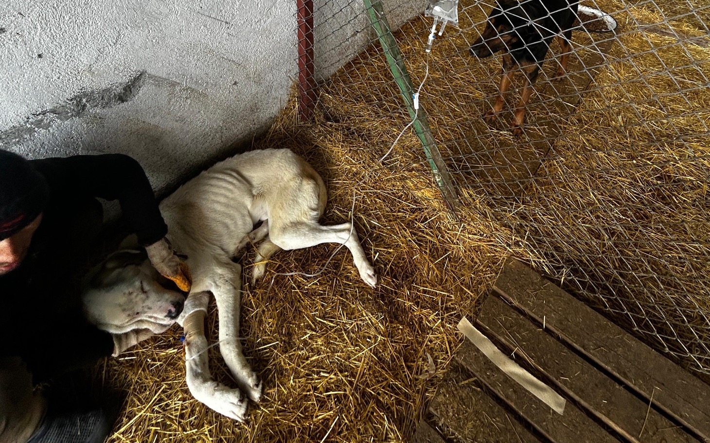 
        Osoba głaszcząca psa w schronisku dla zwierząt.
    