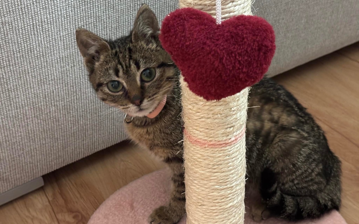 
        Kotka przy drapaku z serduszkiem.
    