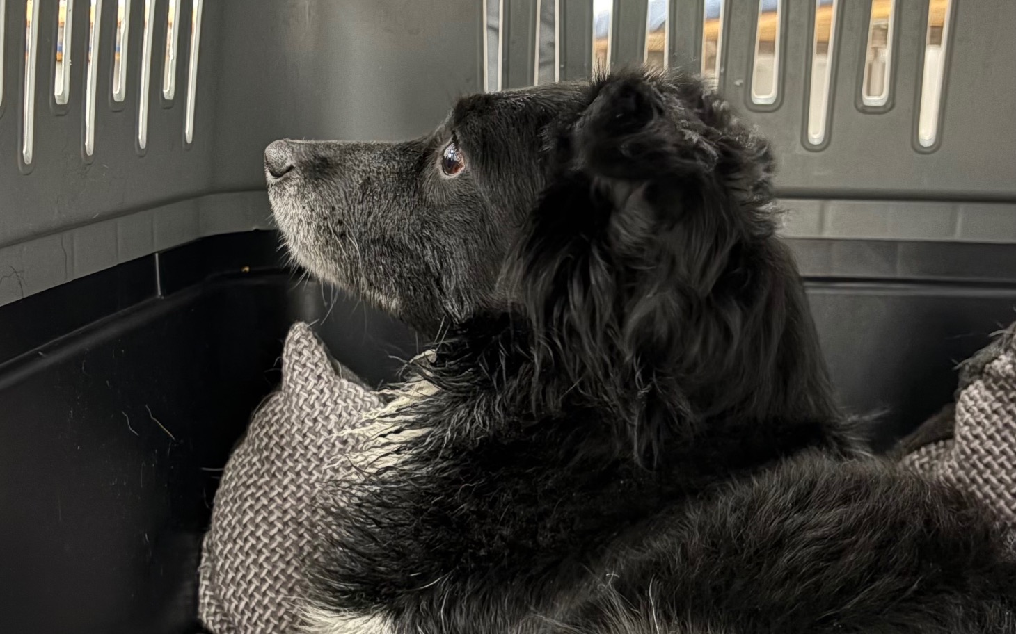 
        Czarny pies siedzący w transporterze, patrzący w bok.
    