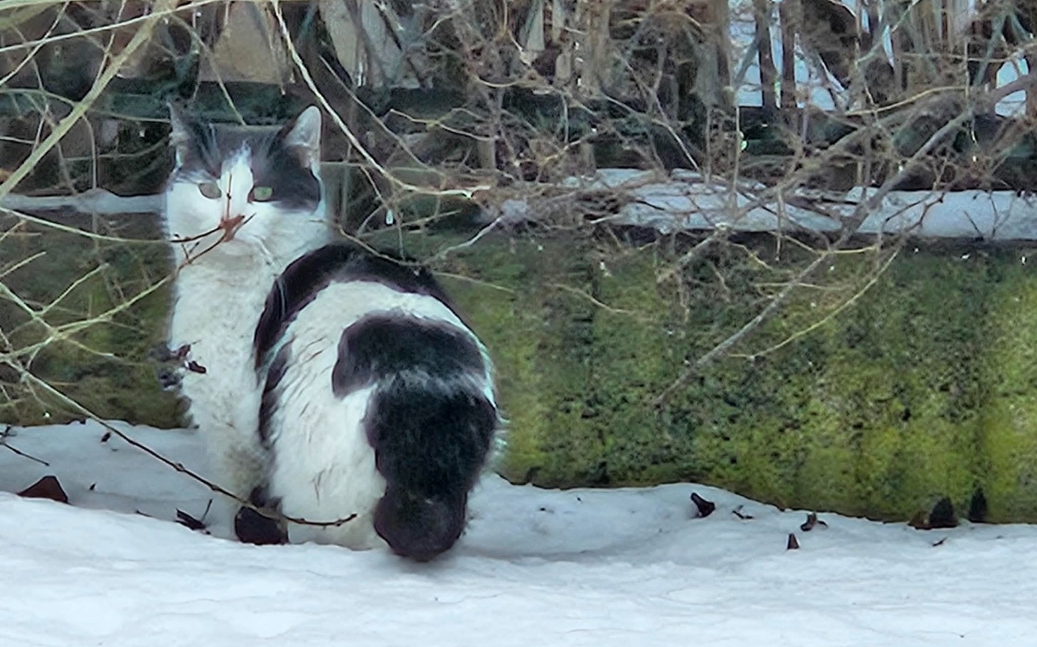 
        Kot w śniegu, patrzący w stronę obiektywu.
    