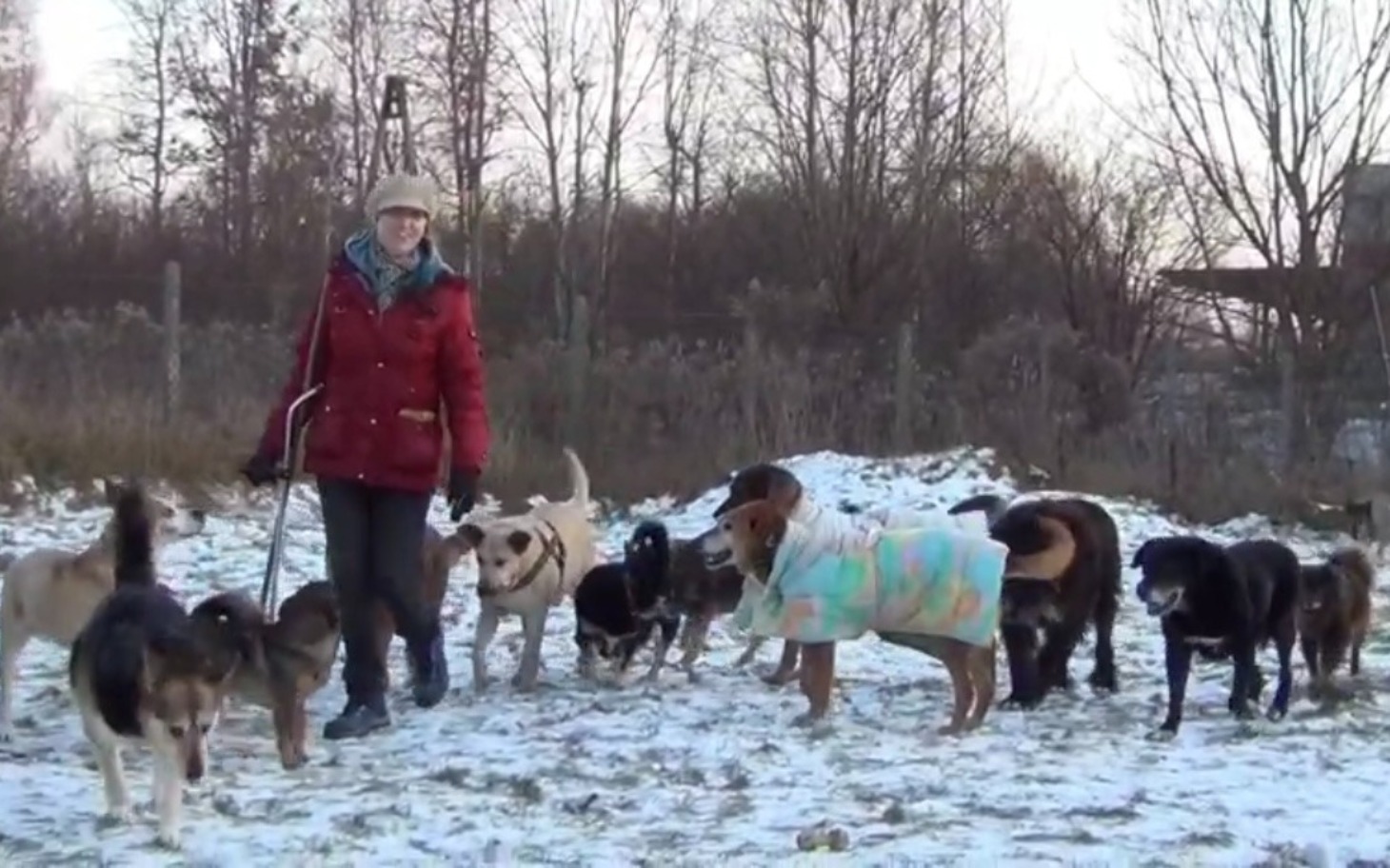 
        Kobieta spacerująca z grupą psów w zimowym otoczeniu.
    