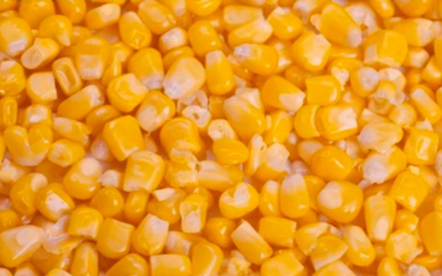 
        Zbliżenie na żółte ziarna kukurydzy.
    