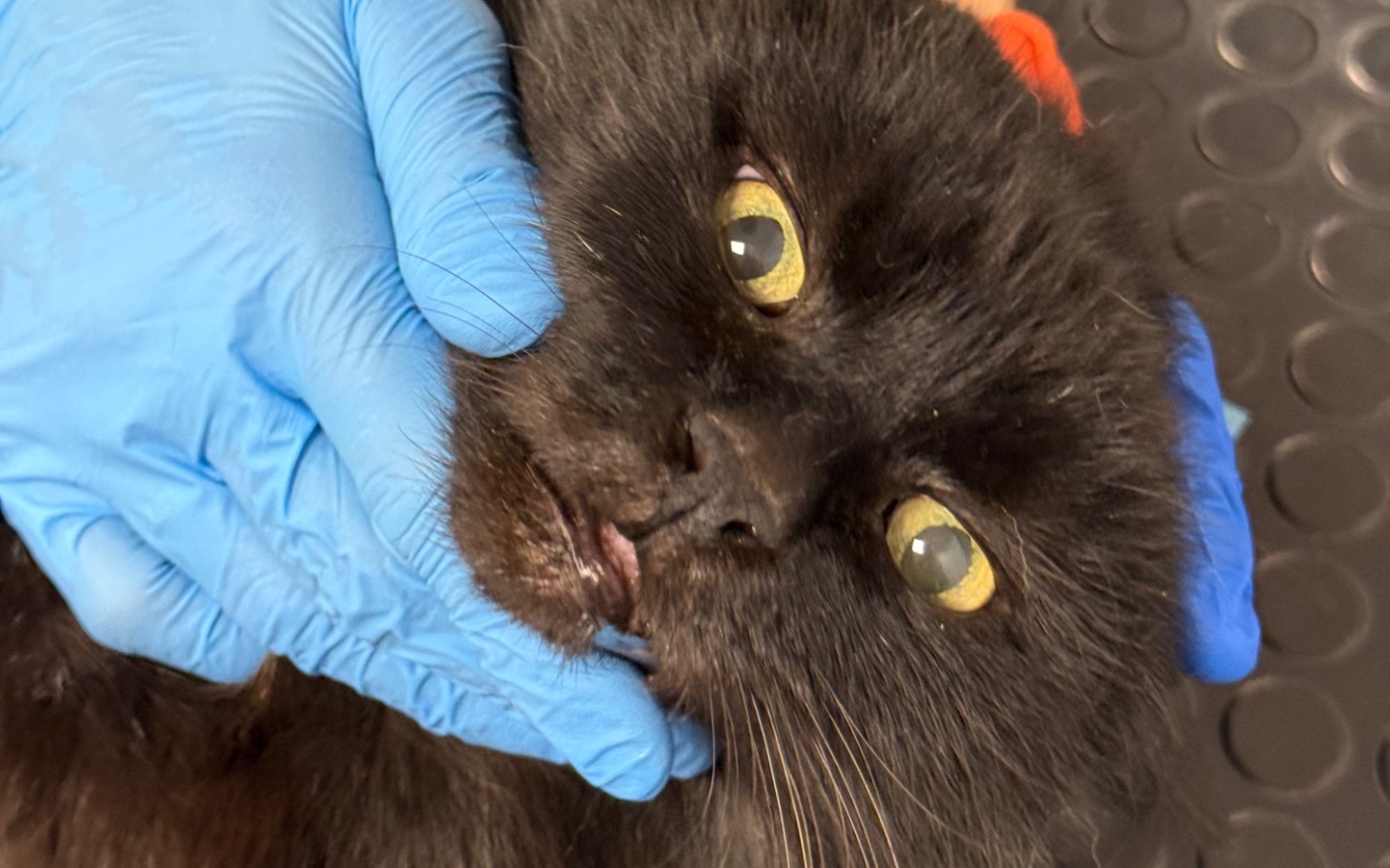 
        Weterynarz bada kota, który wygląda na zmartwionego.
    