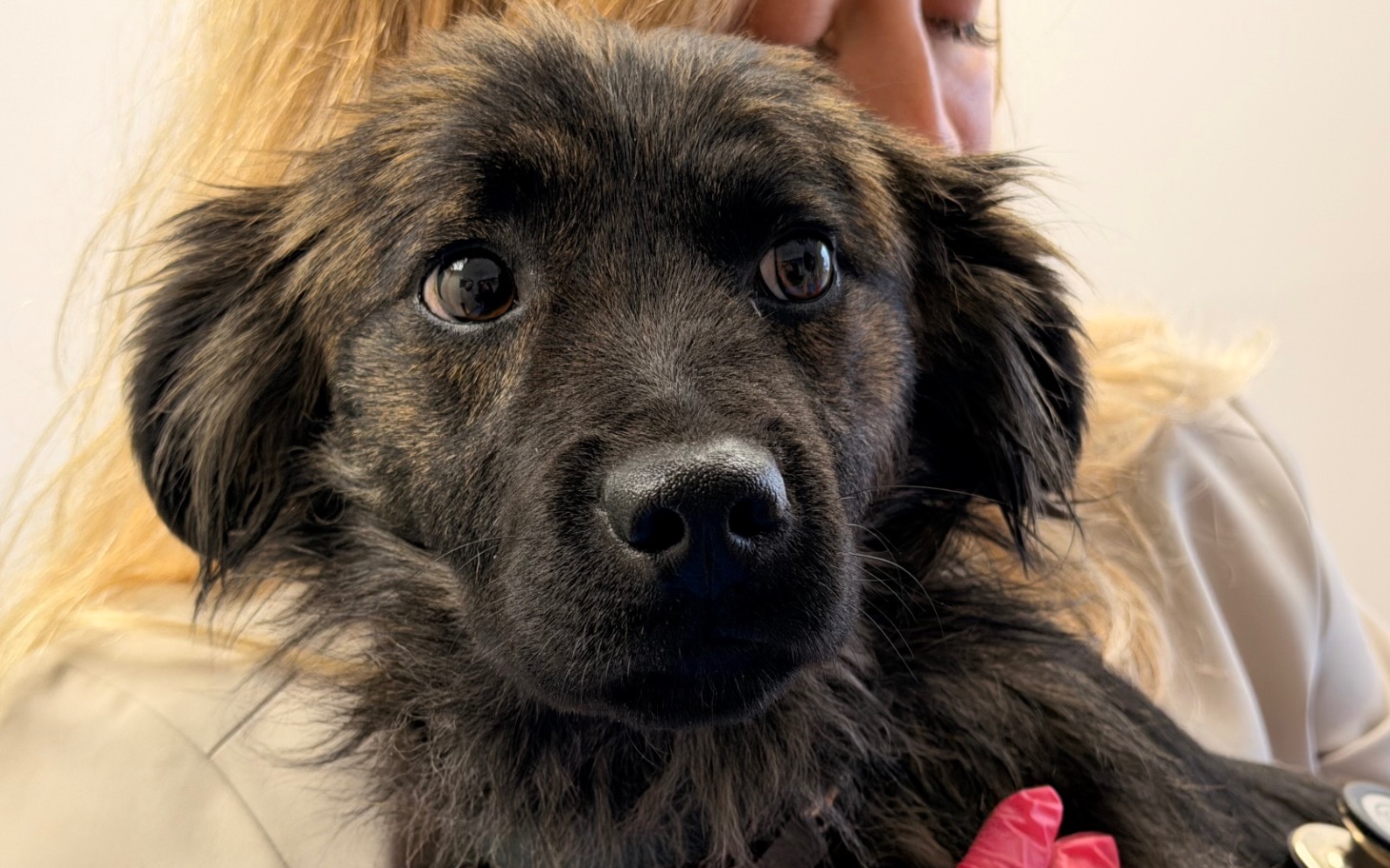 
        Pies z wyrazistymi oczami, trzymany przez osobę.
    