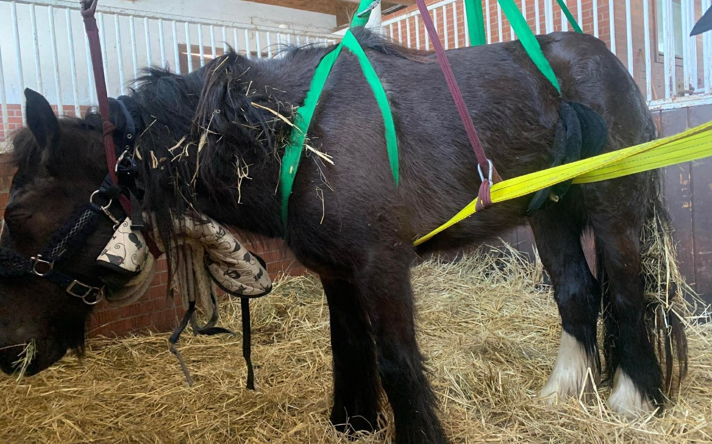 
        Kucyk w trakcie rehabilitacji, uniesiony w specjalnych pasach.
    