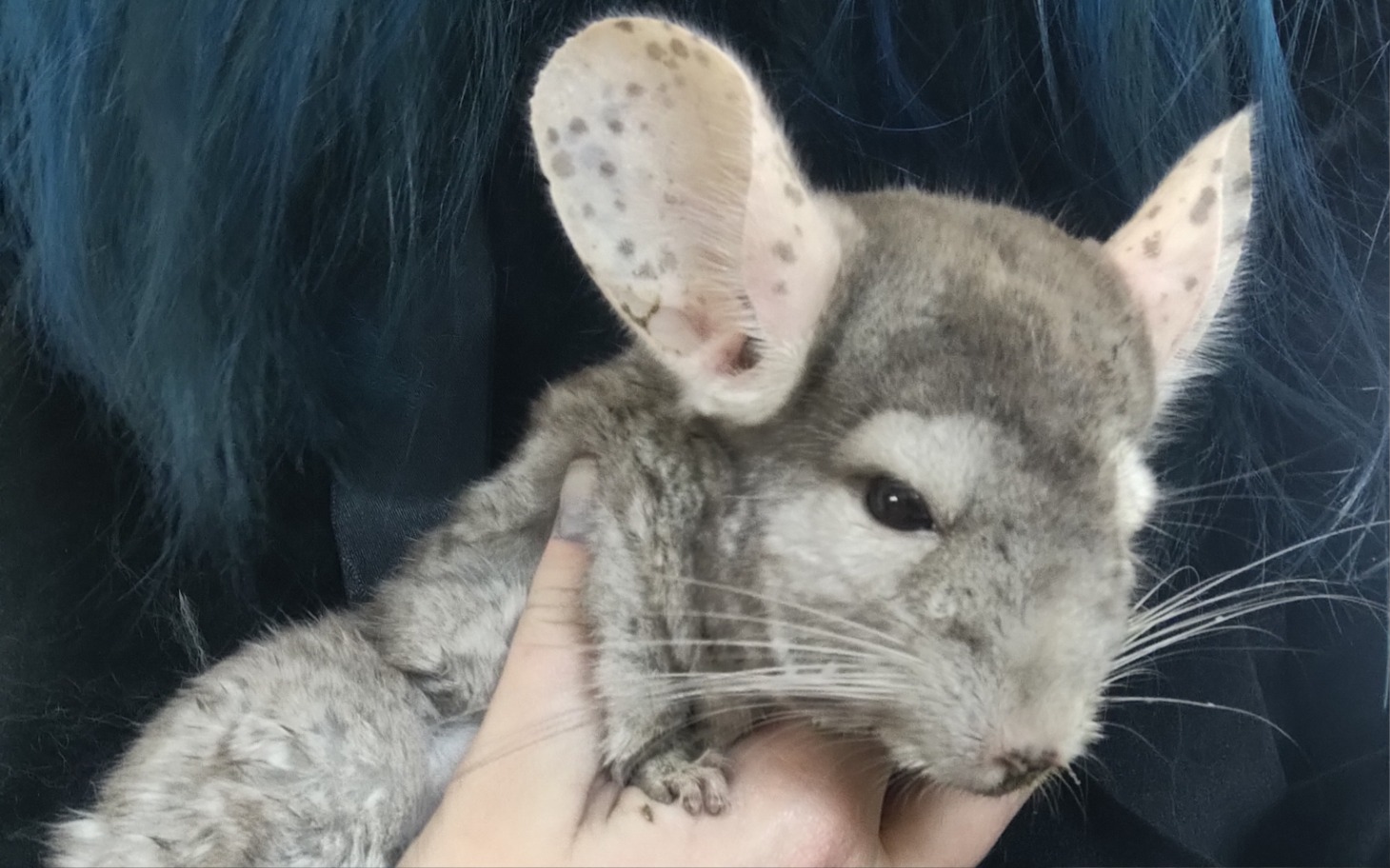 
        Chinchilla trzymana w rękach, z dużymi uszami.
    