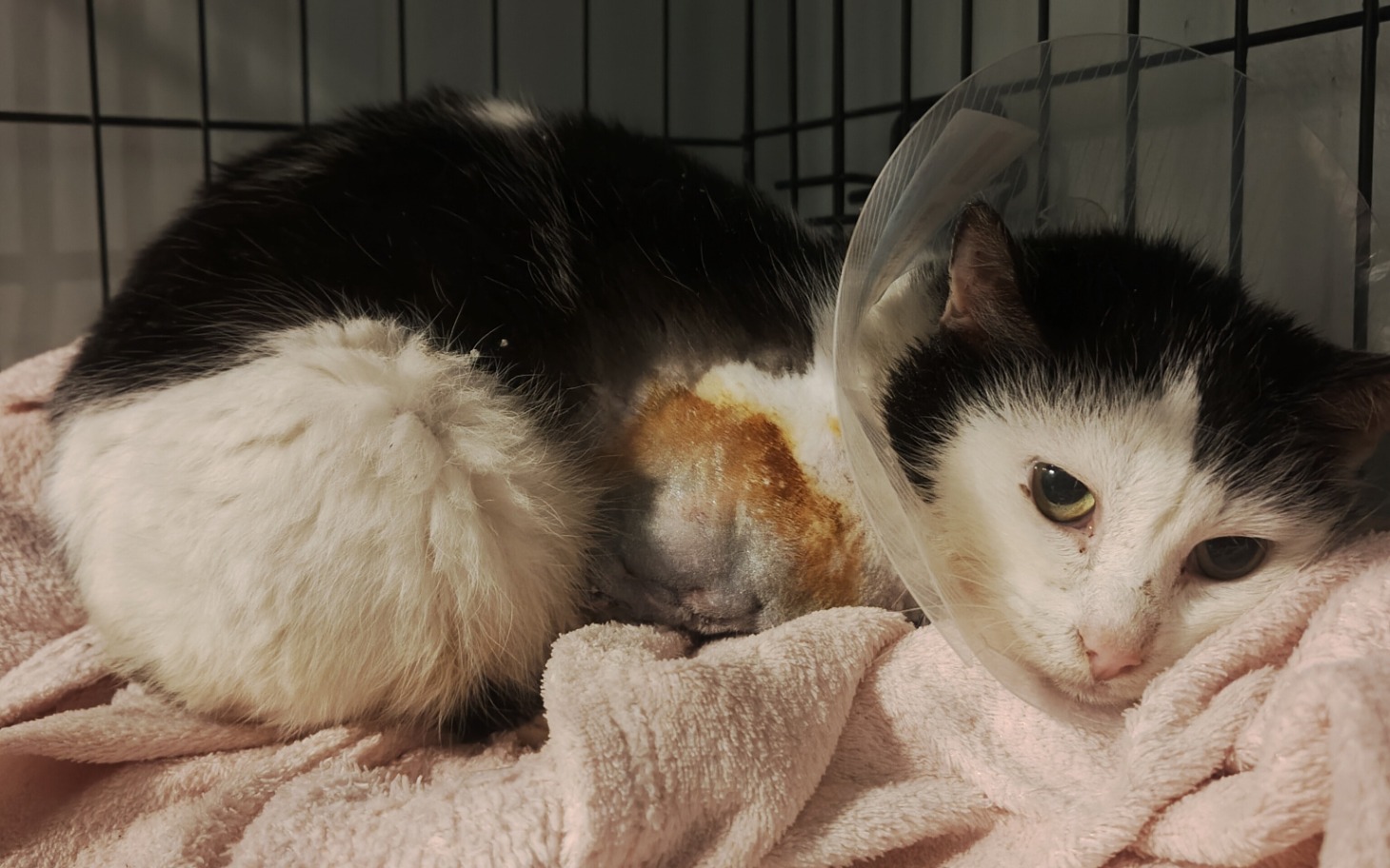 
        Kot w obroży, leżący na różowym kocu w klatce.
    