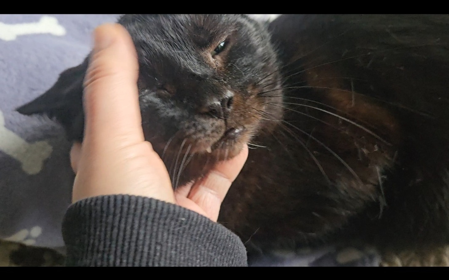 
        Czarny kot przytulany przez właściciela.
    