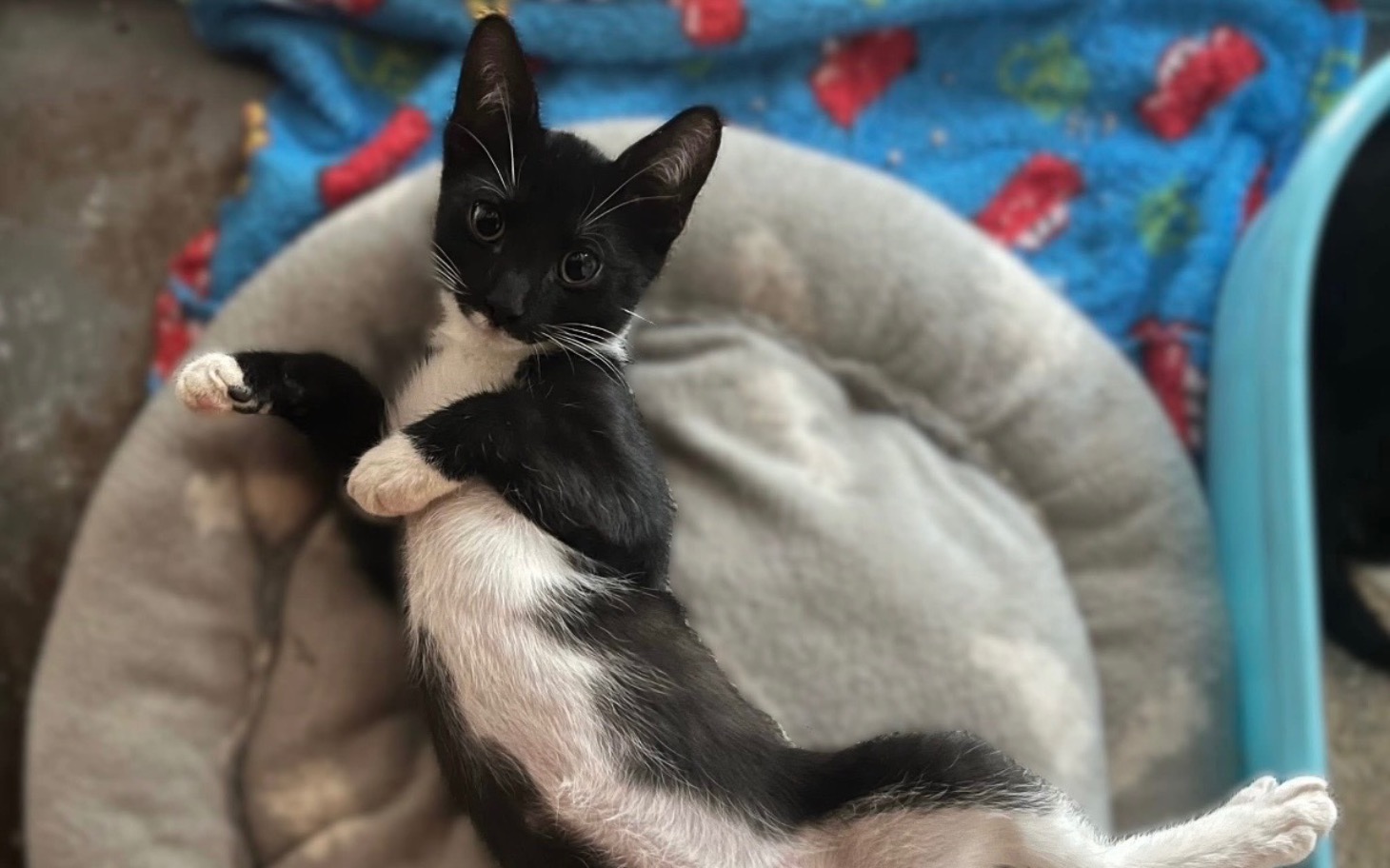 
        Czarny kotek w pozycji relaksacyjnej, leżący na poduszce.
    