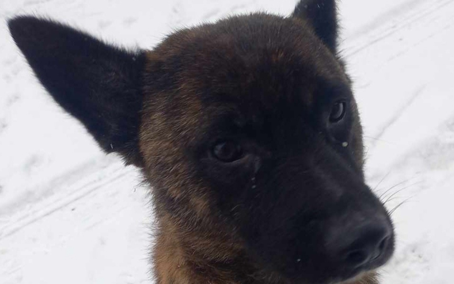 
        Blisko psa na śniegu, z wyrazem ciekawości.
    