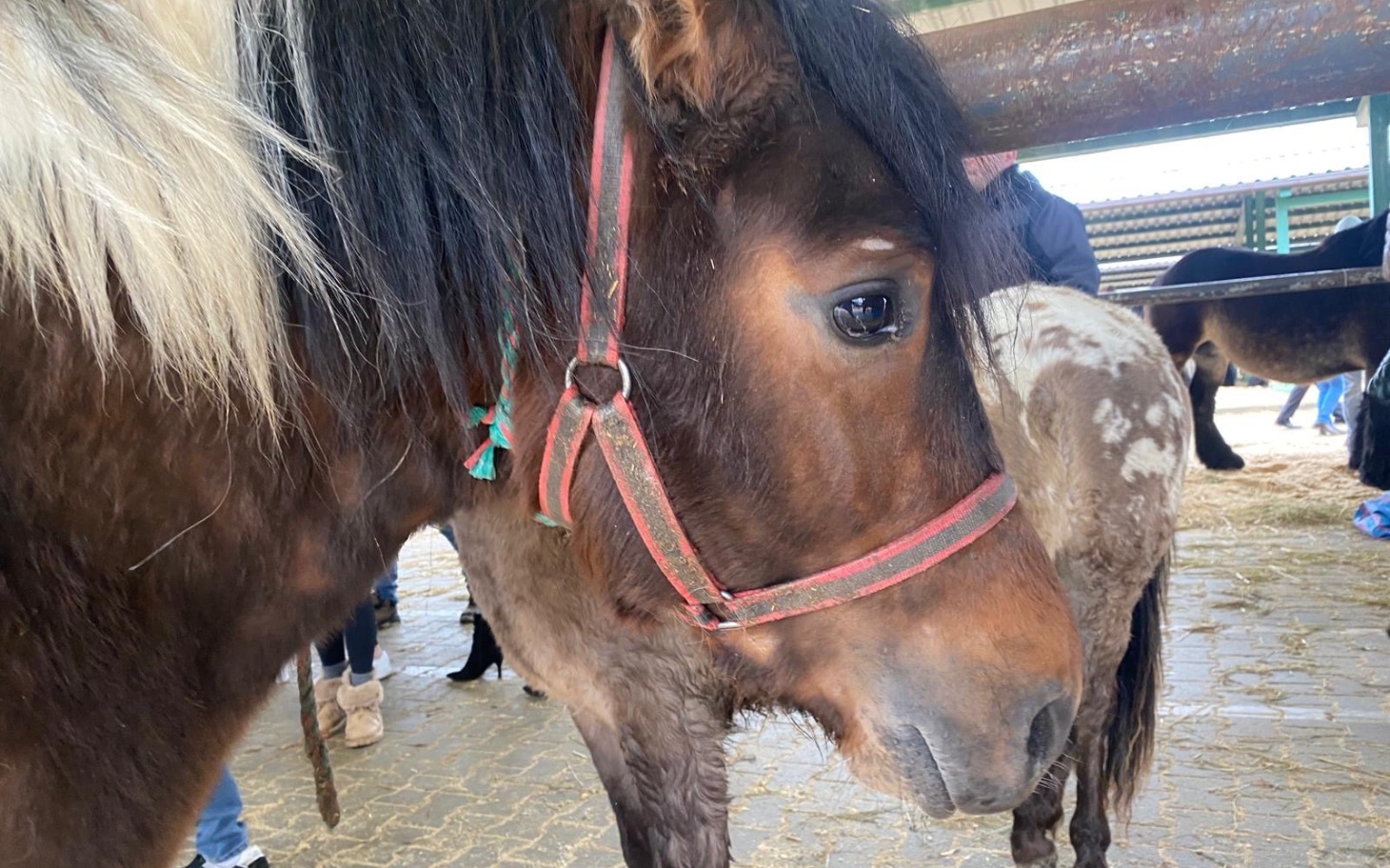 
        Koń z czerwonym kantarem, w stajni.
    