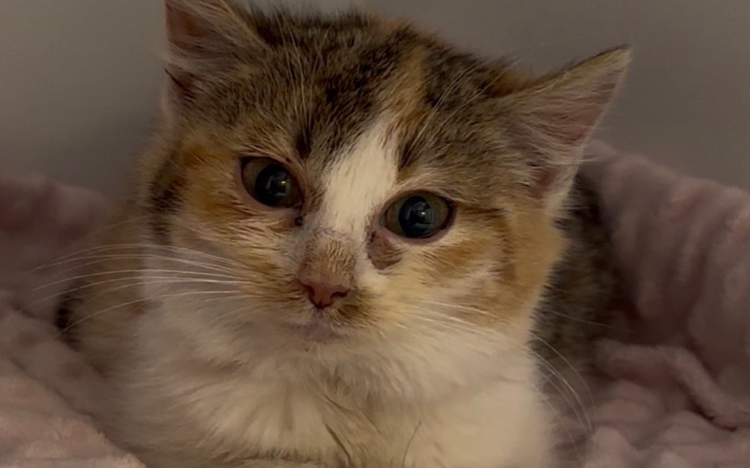 
        Mały kotek z dużymi oczami na różowym kocyku.
    