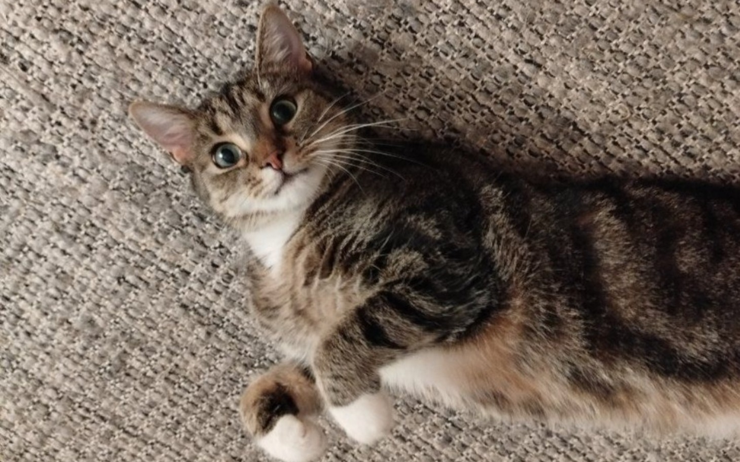 
        Kot leżący na podłodze, patrzący w obiektyw.
    