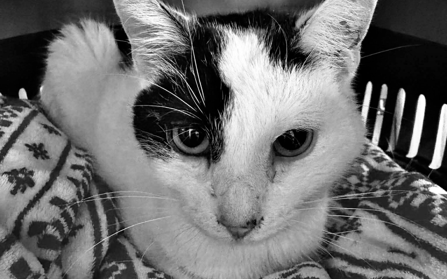 
        Kot z białymi i czarnymi łatami na kocyku.
    