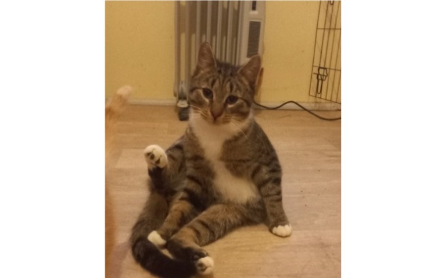 
        Kot siedzi na podłodze, z uniesioną przednią łapą.
    