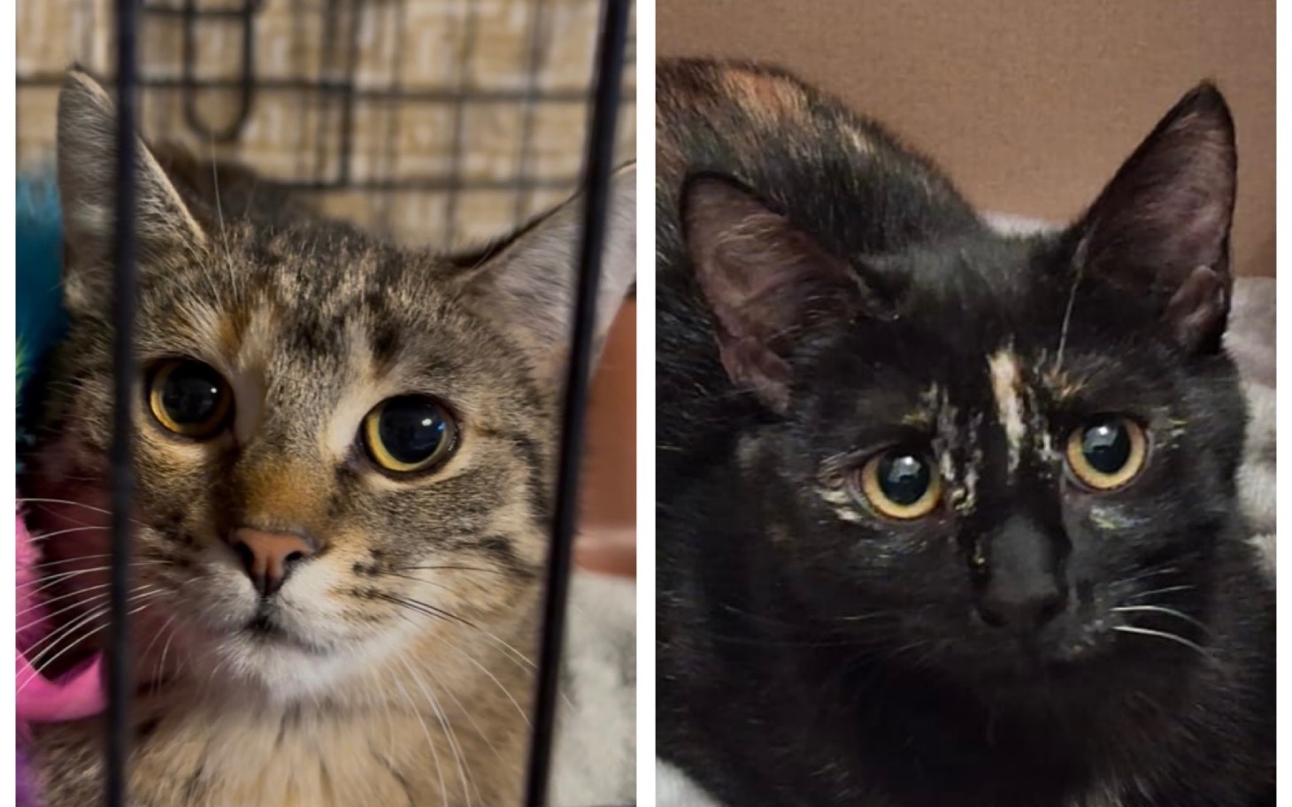 
        Dwa koty, jeden pręgowany, drugi czarny, patrzące w obiektyw.
    