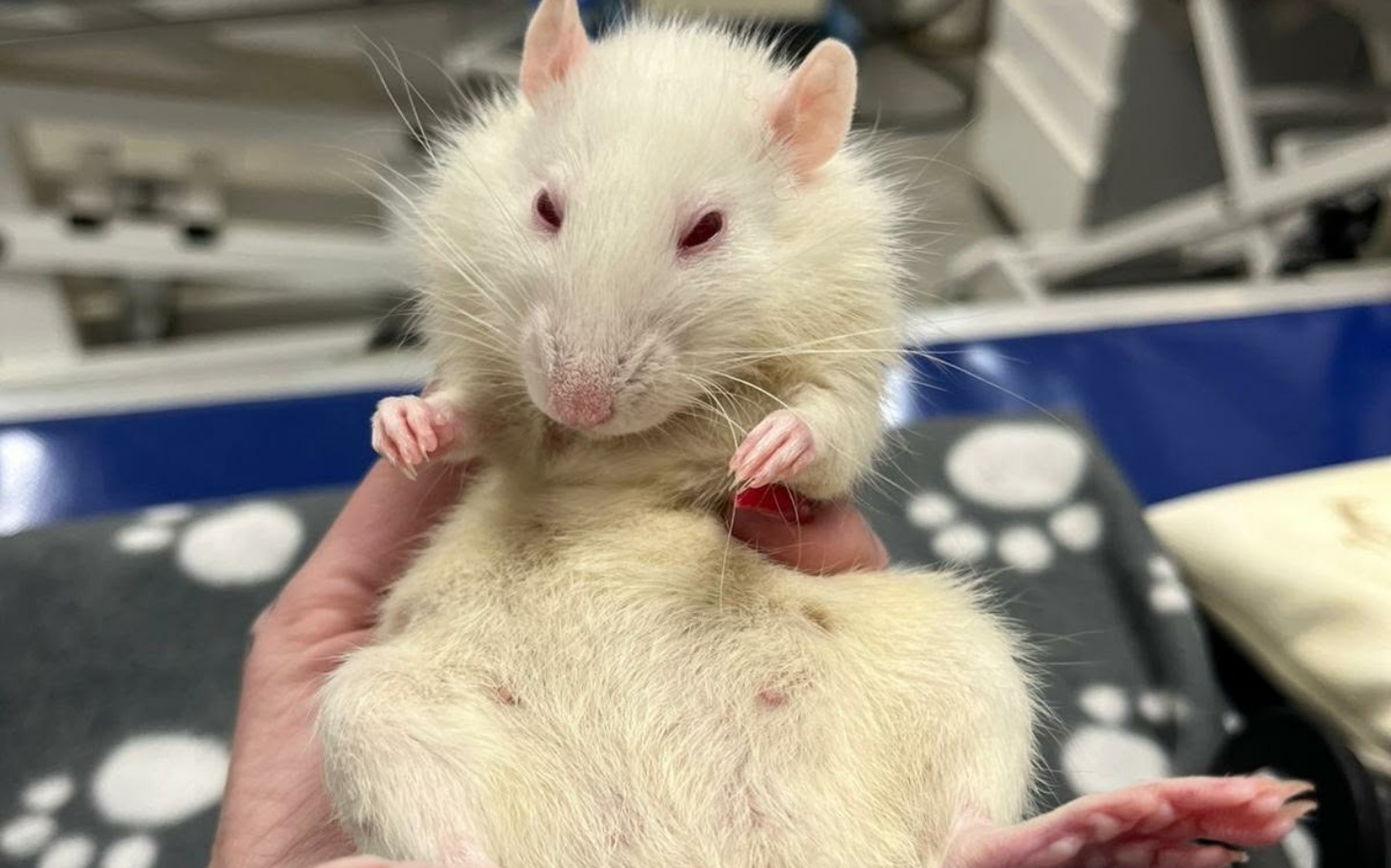 
        Biały szczur trzymany w rękach.
    