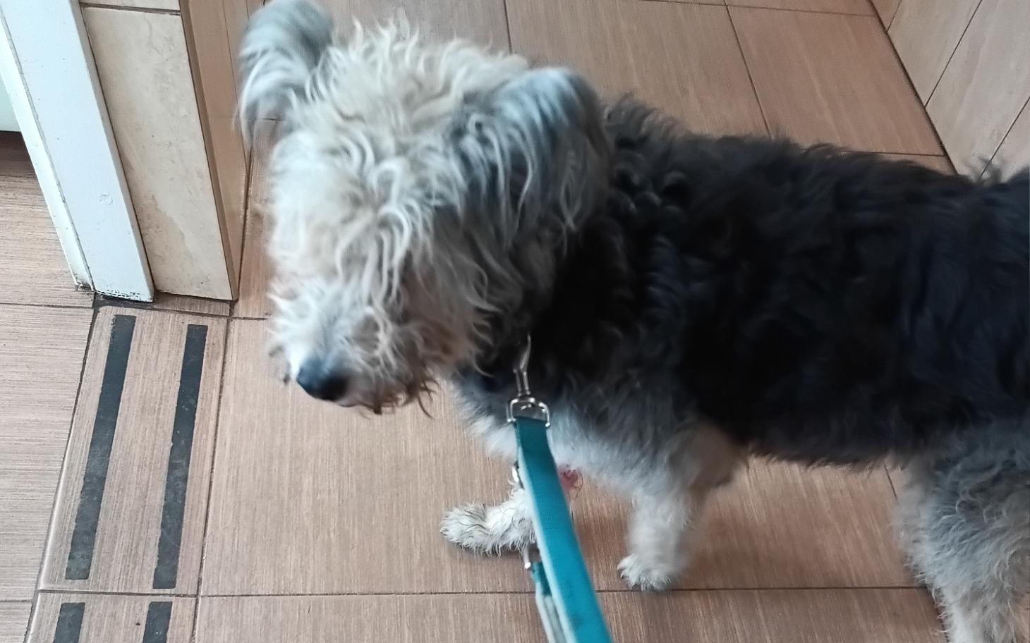 
        Pies na smyczy, stojący w pomieszczeniu.
    