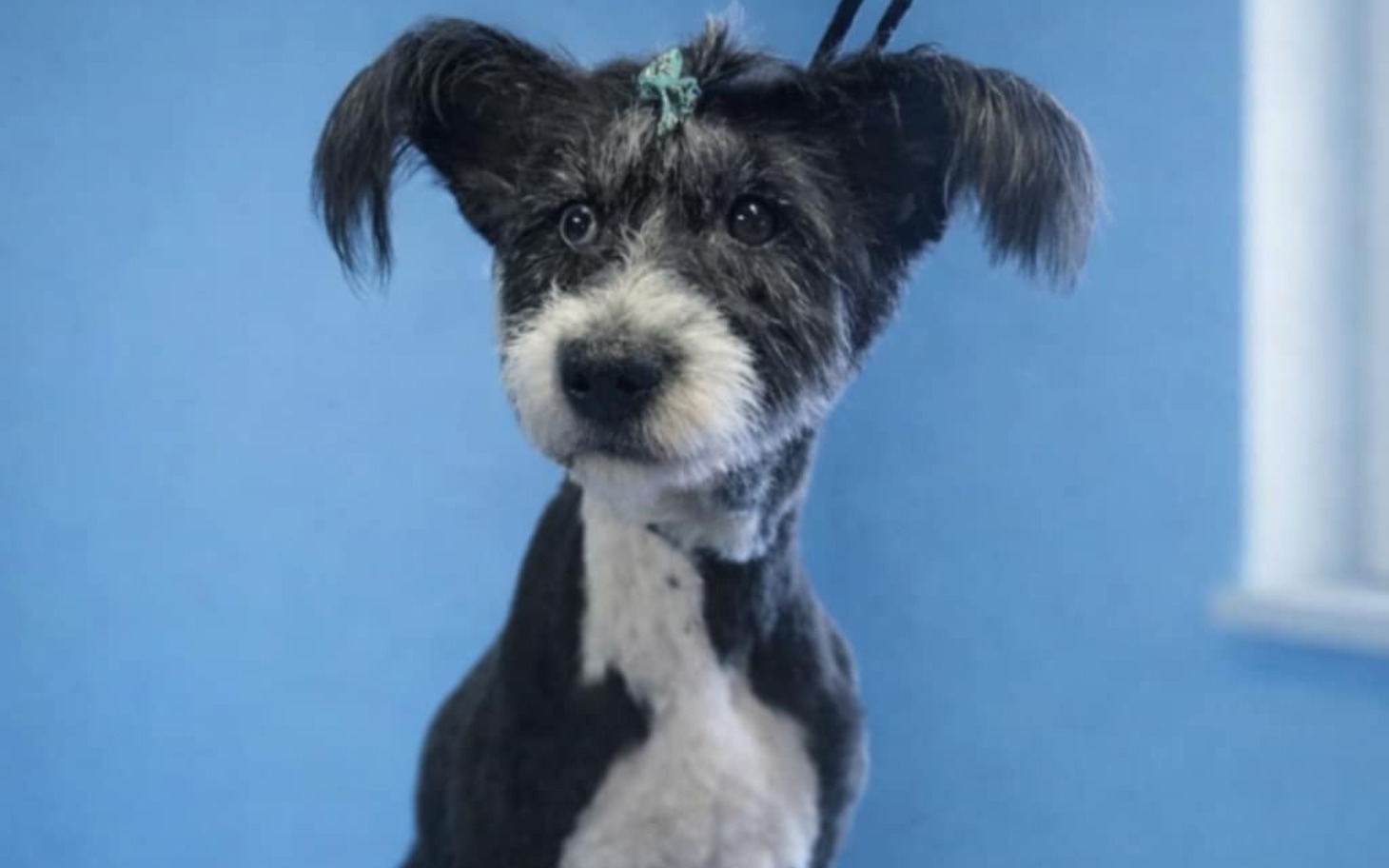 
        Pies z charakterystycznym uczesaniem na niebieskim tle.
    