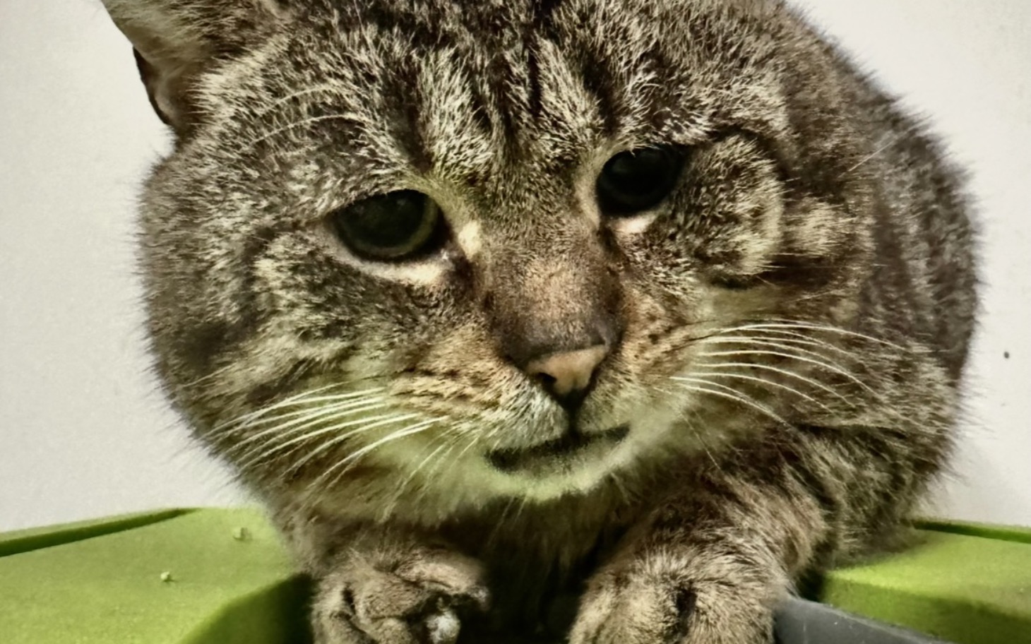 
        Kot leżący na zielonym podłożu, z bliskim ujęciem twarzy.
    