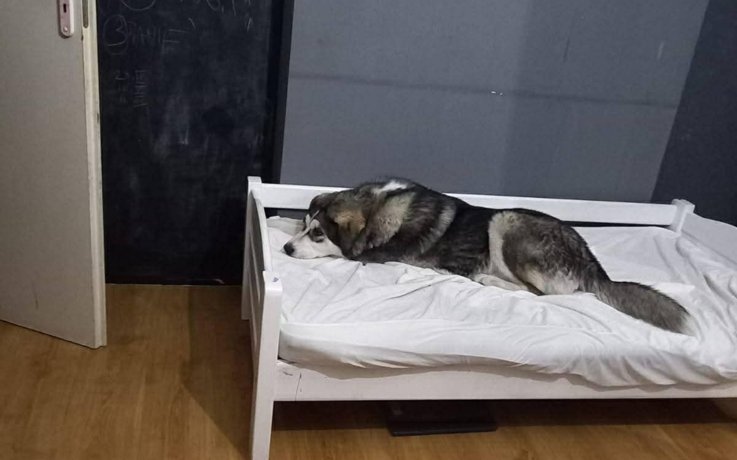 
        Pies leżący na łóżku, smutny wyraz twarzy.
    