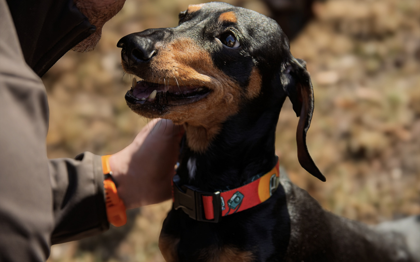 
        Szczęśliwy pies z obrożą, przytulany przez właściciela.
    