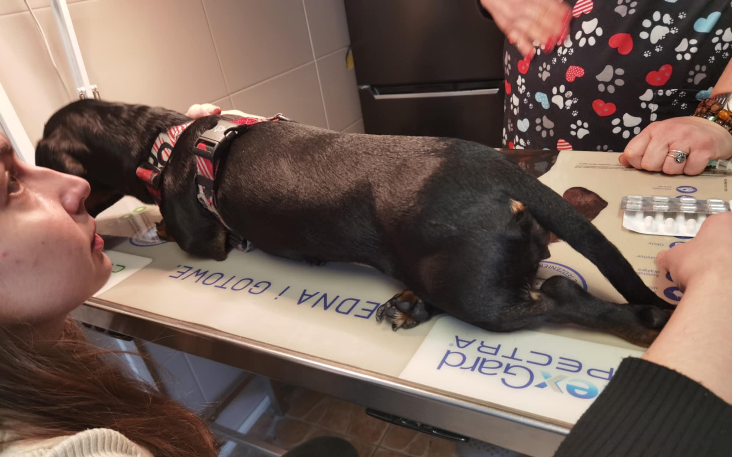 
        Pies na stole weterynaryjnym, z właścicielką obok.
    