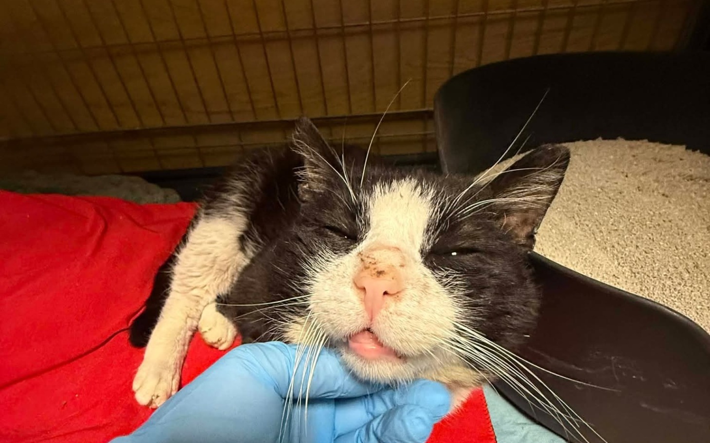 
        Chory kot leżący na czerwonym kocu, potrzebujący pomocy.
    