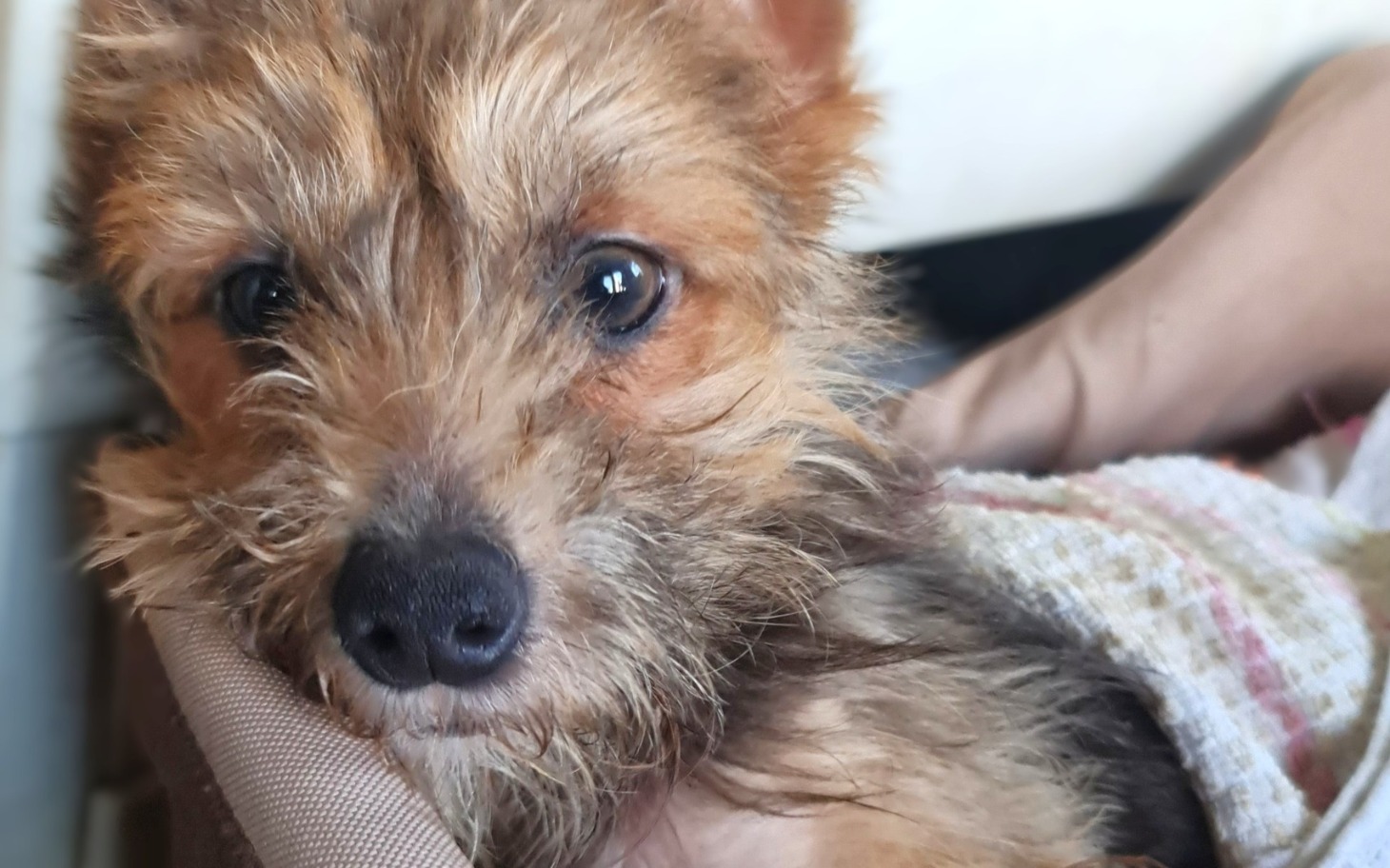 
        Mały piesek z brązowym futrem w objęciach.
    