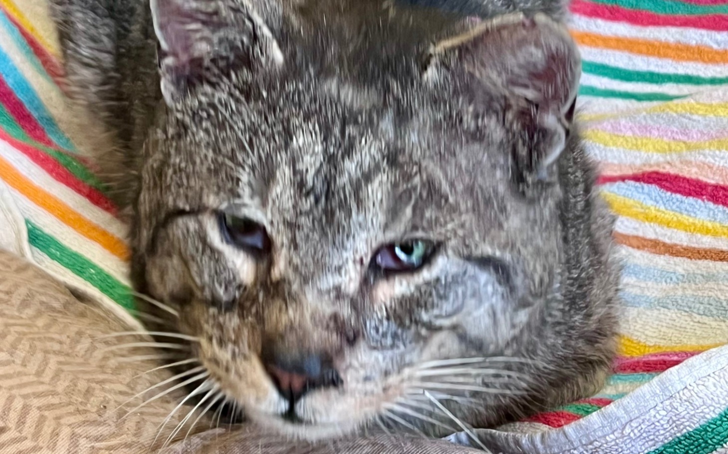 
        Kot odpoczywający na kolorowej kocyk, z wyraźnym spojrzeniem.
    